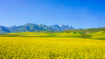 高原油菜花