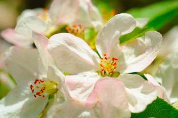 苹果花