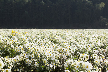 白色野菊花田