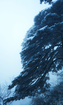 松树雪景