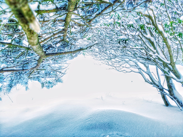 树下雪景