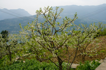 巫峡李树田园风光