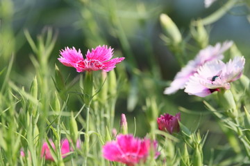 兴安石竹绣竹石菊洛阳花钻叶石竹