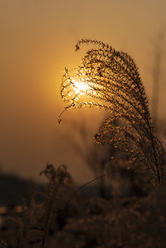 唯美芦苇