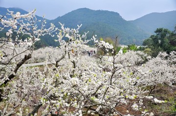 梁化李花