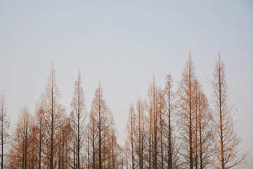 水杉林背景