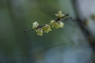 腊梅花