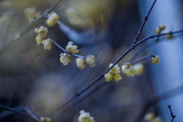 盛开的梅花