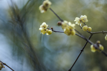 梅花