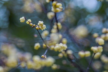 梅花