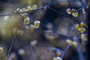 梅花