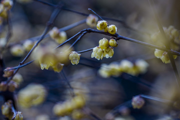 腊梅花