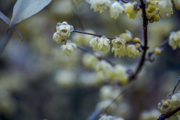 梅花