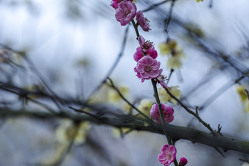 梅花