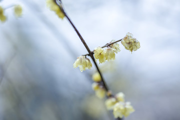 梅花