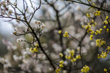 盛开的梅花