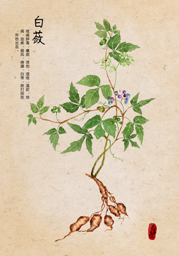 白蘞