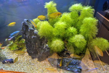水族馆水藻和鱼类