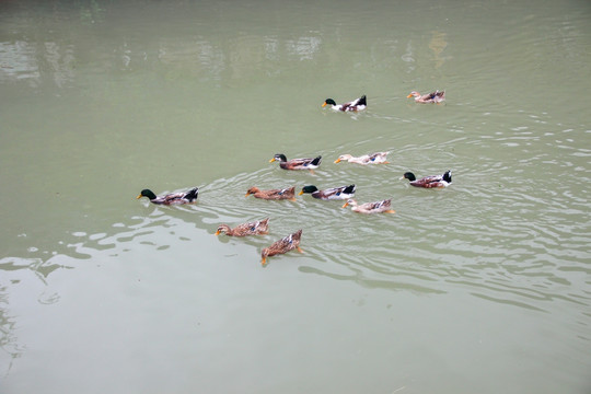 在河中游水的鸭子
