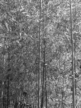 竹子黑白照片