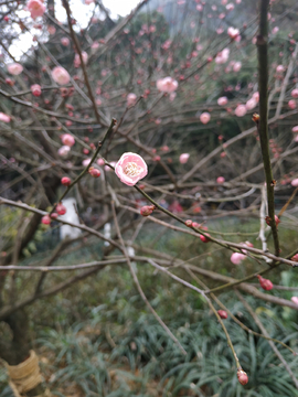 梅花苦寒