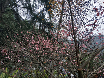 梅花香自苦寒来