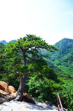 千山大佛寺风景区山腰松树