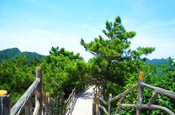 千山大佛寺风景区山腰松树