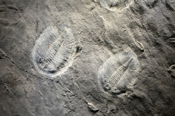 湘西虫化石