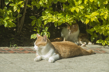 悠闲猫儿