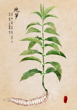 地筍