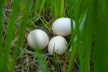 生在草边的原生态鸡蛋食材
