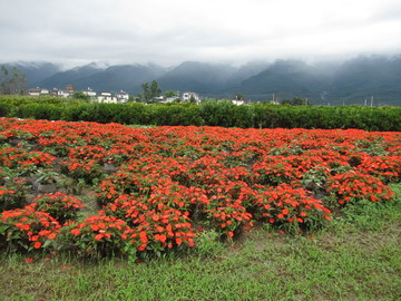 花海