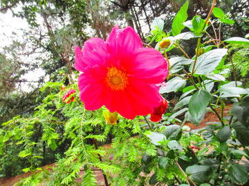 小丽花