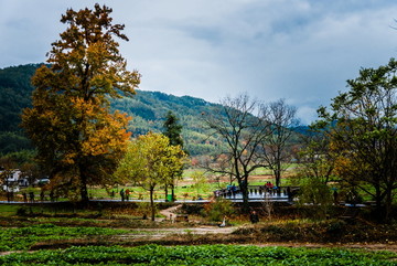 山坡红叶蓝天