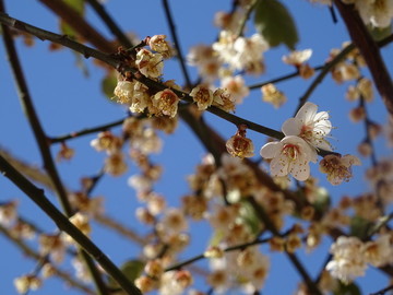 梅花