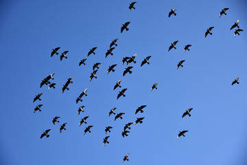 天空中飞过的鸽子群
