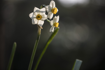 水仙花