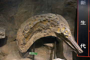 鳄鱼化石