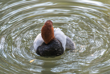 池塘里的红头潜鸭