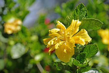 黄色的扶桑花