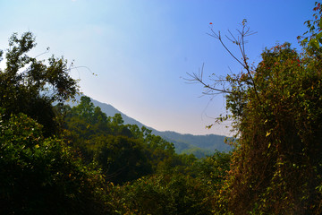 梧桐山风光