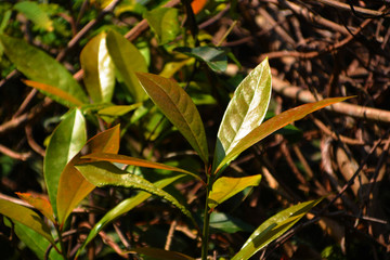 绿叶阳光植物