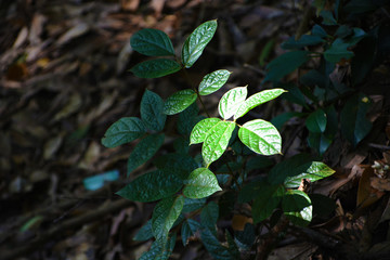 山间绿叶植物