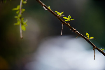 新芽