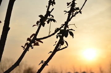 夕阳树影倒影