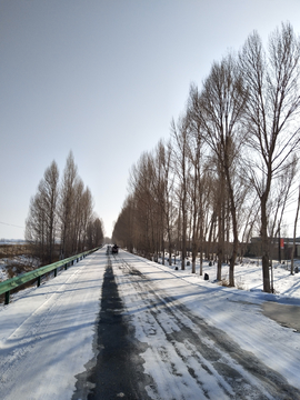 雪后林荫道