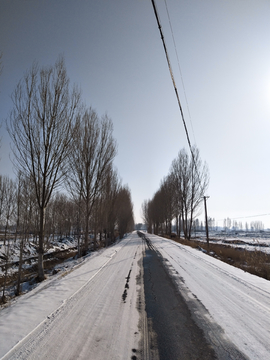 雪后林荫道