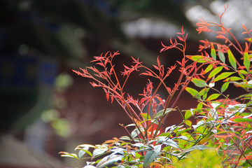 古建筑与花草