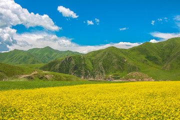 蓝天白云远山油菜花